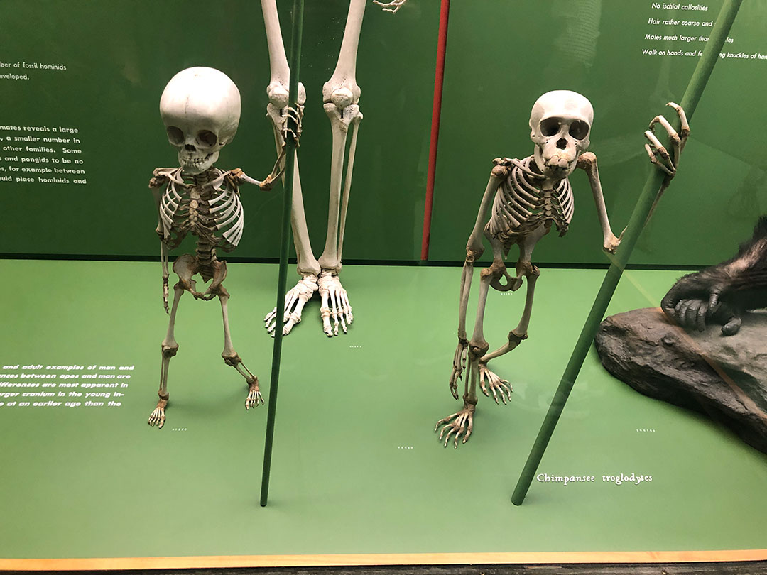 New York's nighttime museum magic